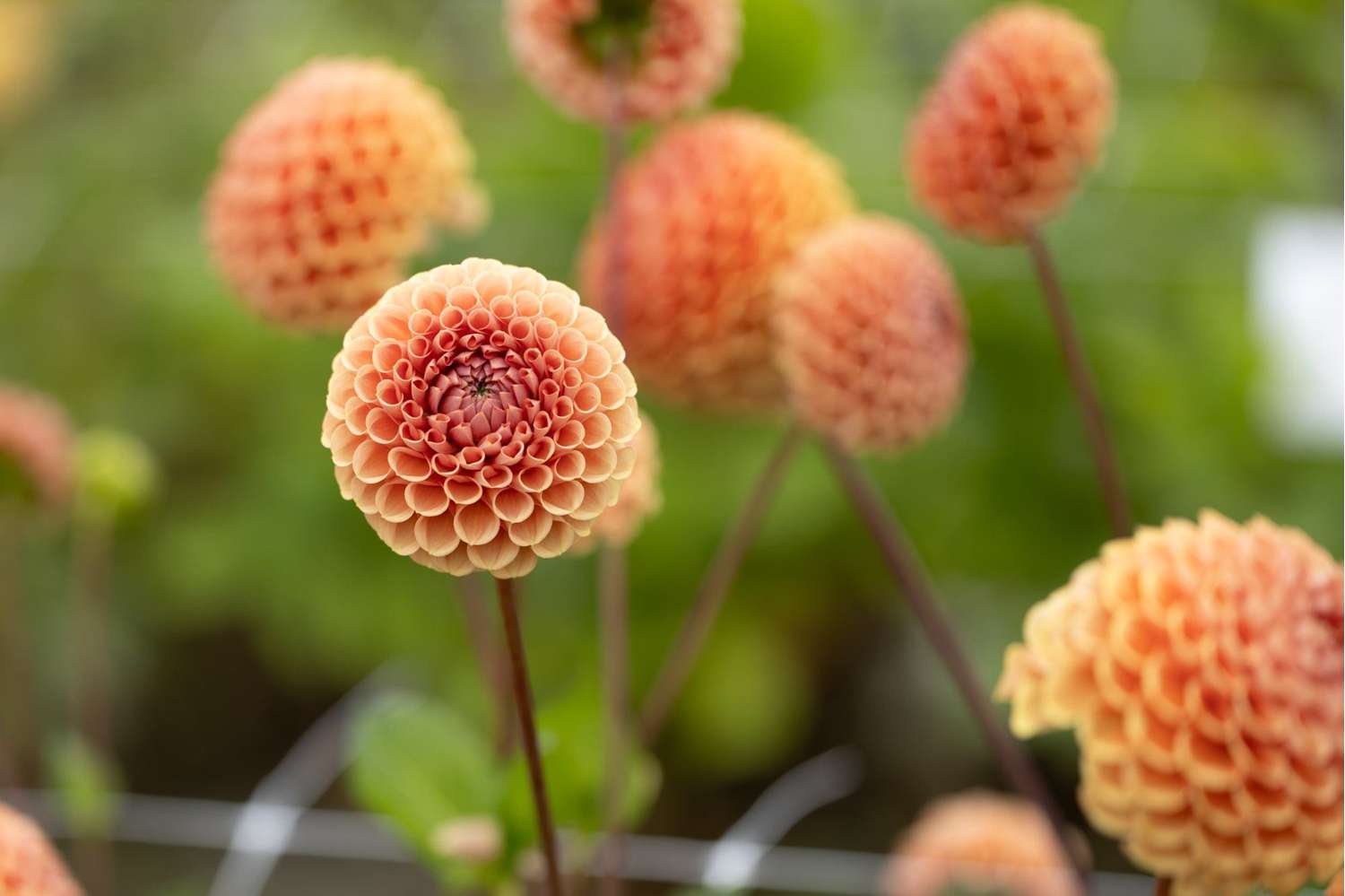 Daalia 'Cornel Brons'